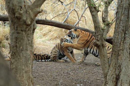 Golden Triangle Tour with Ranthambore