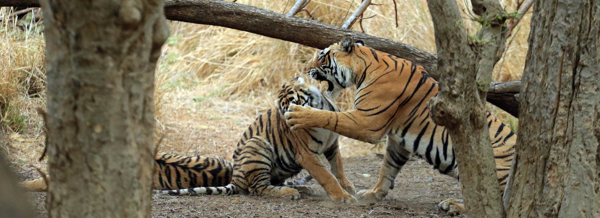 Golden Triangle Tour with Ranthambore